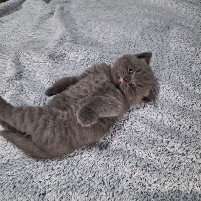 Вязка Чистокровный британский короткошерстный кот