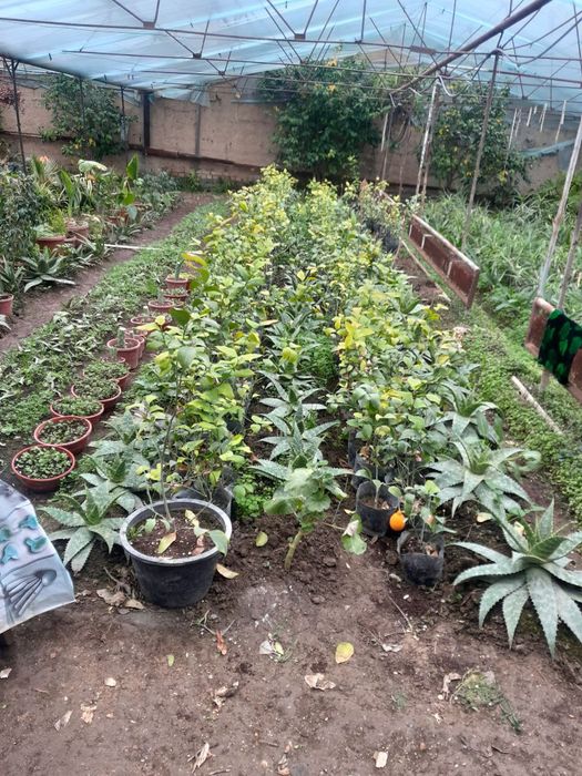 Лимон кучатлари сотилади