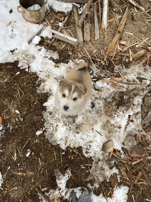 Лайка күшіктер бағасын келісеміз