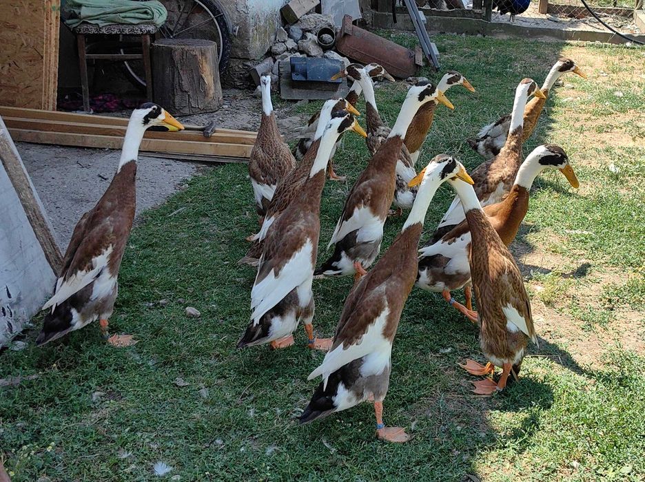 Oua rata alergătoare indiana, culoare maro baltat