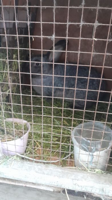 Продам.   кроликов