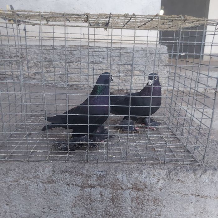 Жук пара лет с игрой самка подгребает