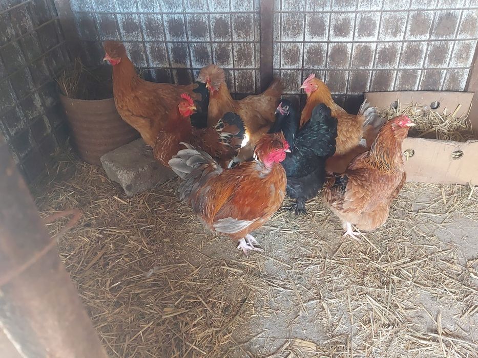 Vând găini și cocos moțat