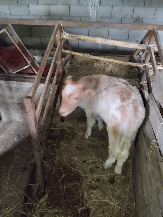 Продаются телочки