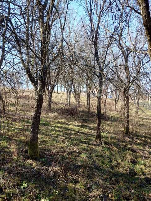 Teren intravilan 28 ari – zonă liniștită, aproape de pădure