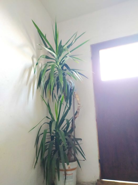 Продавам Палма Юка