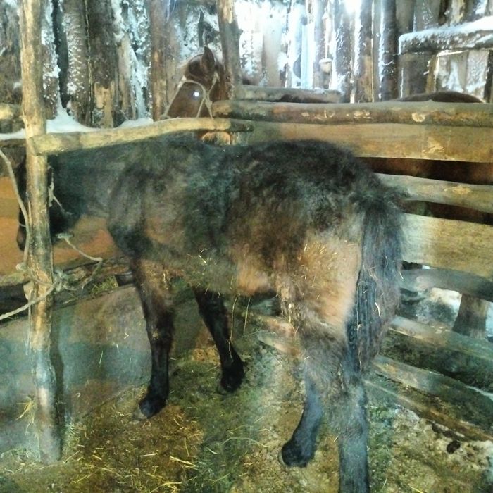 Жабағы сатылады еркек