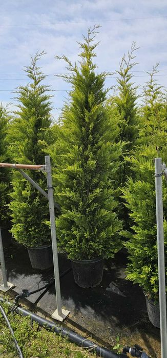 cupressociparis leylandii