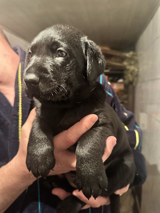 Лабрадор щенки чистокровные