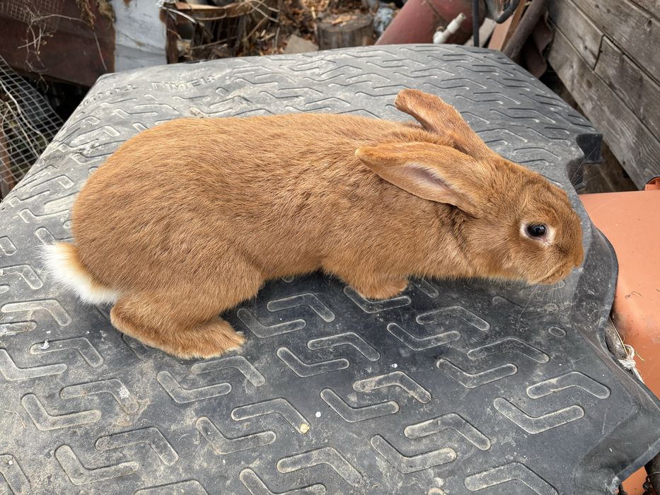 Кролики на продажу