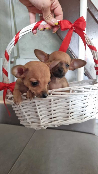 Русский Той-терьер мини