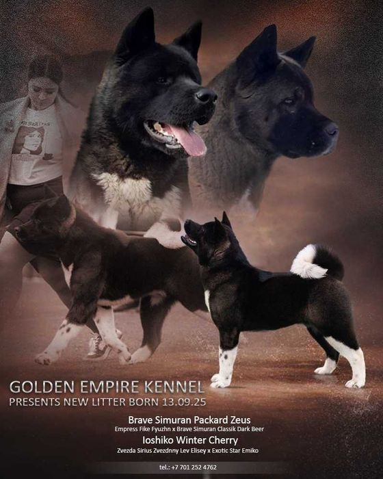 Акиты, цены разные, имеется рассрочка каспий