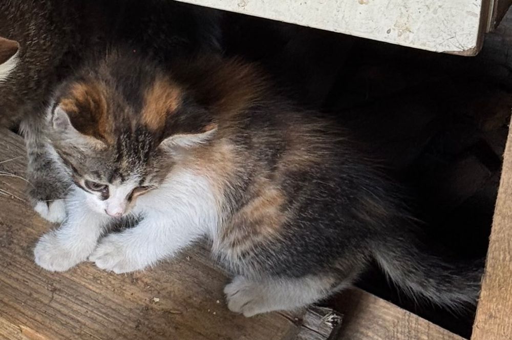 Отдам хорошеньких котят