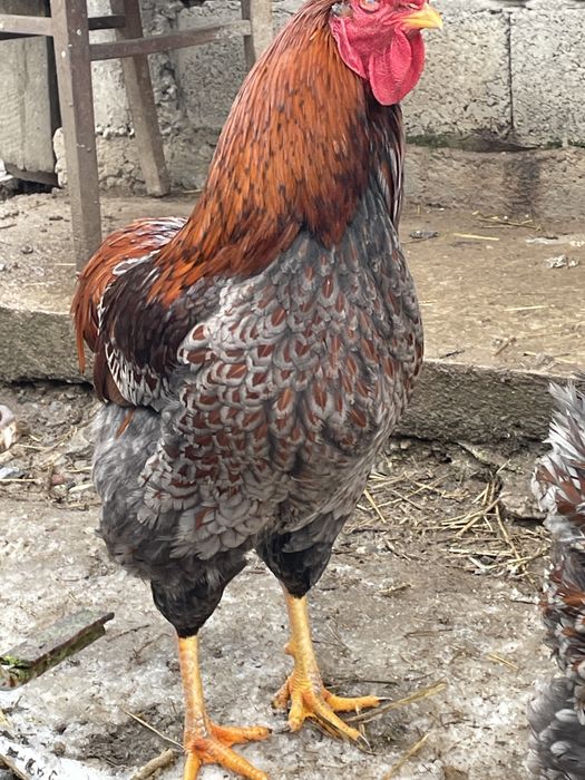 Cocosi wyandotte diferite culori