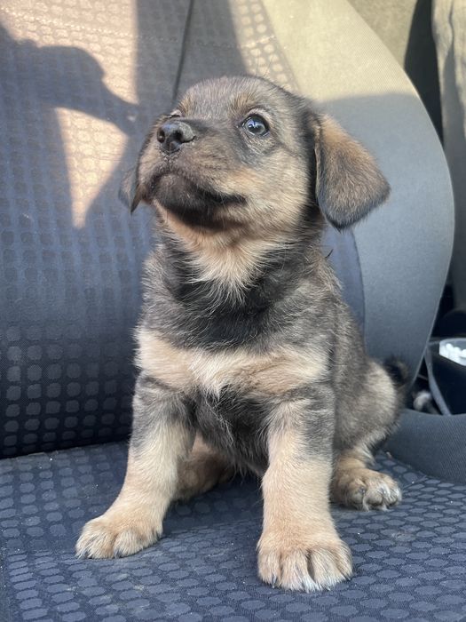 Adopție, cățeluși