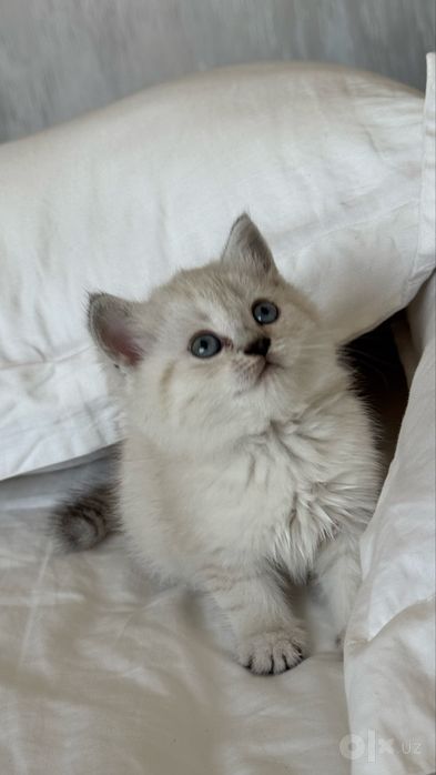 Продаю свою любимою кошку