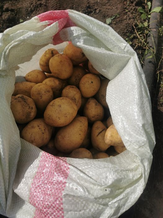 Картофель дачный.