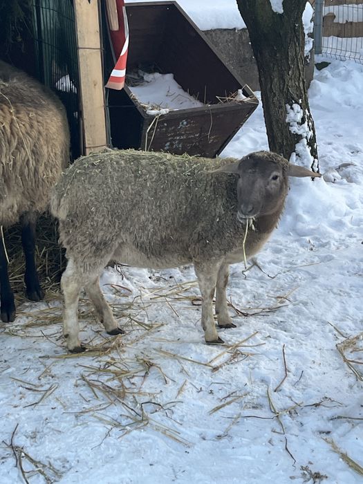 Mielute metis dorper