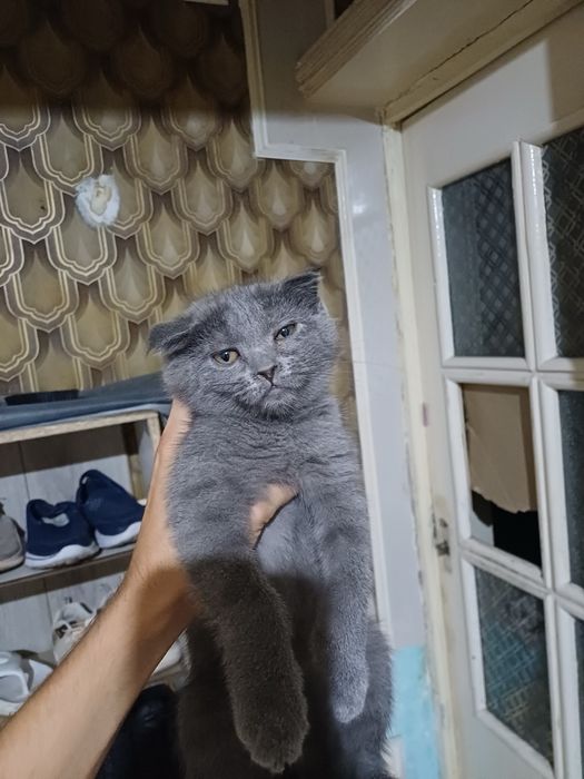 Сотилади Скоттиш фолд