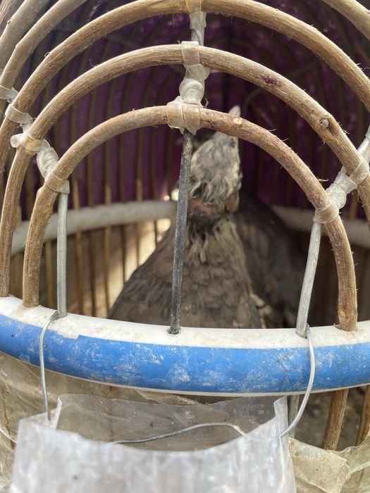 Каклик тог куши кыргстон дан келган