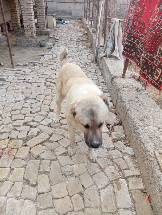 Кучук  Балковад сотилади