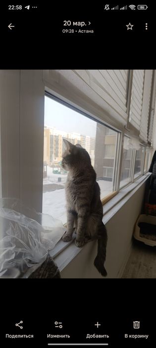 Отдам кошку в хорошие руки