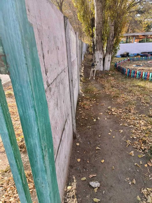 Ишим дом для песика