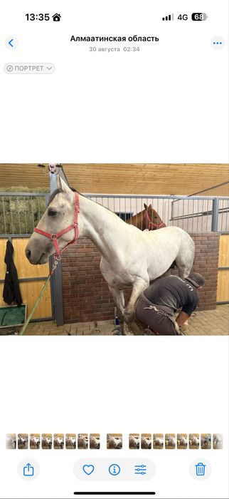 Продам Жеребца возраст 5/6 лет