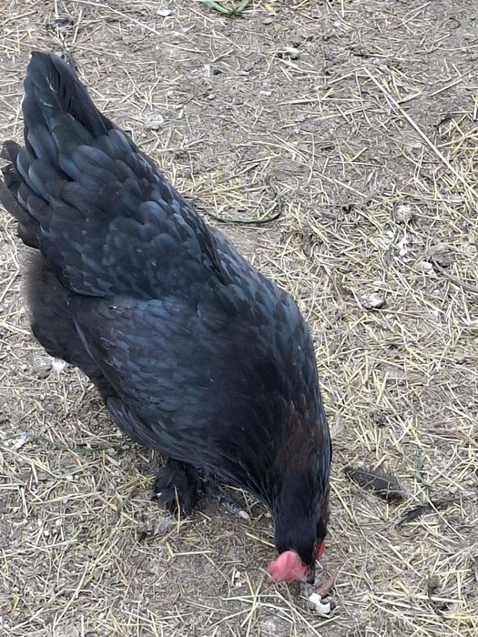 Ouă de incubat Marans negru arămiu super genetică