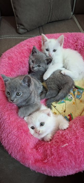 Котята. Скотиш Фолд, Страйт