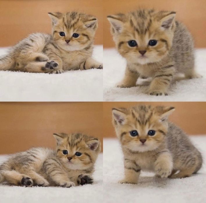 Редчайшие котята-золотая шиншилла!