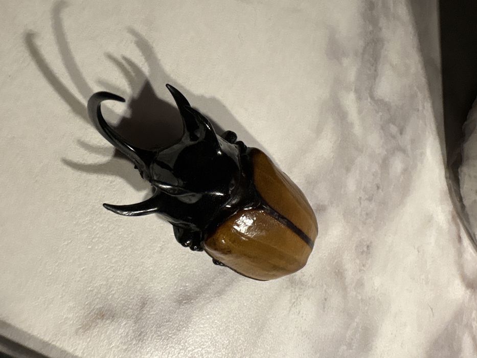 Scarabeu rar conservat insectar din indonesia pentru pasionati