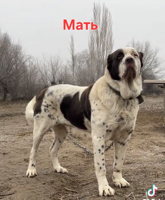 Алабай щенки сао