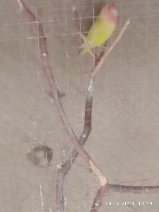 Nerazluchka.                Sotiladi