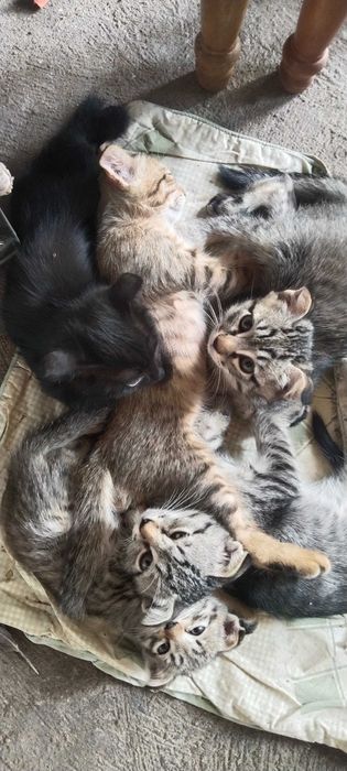 Котята в добрые руки