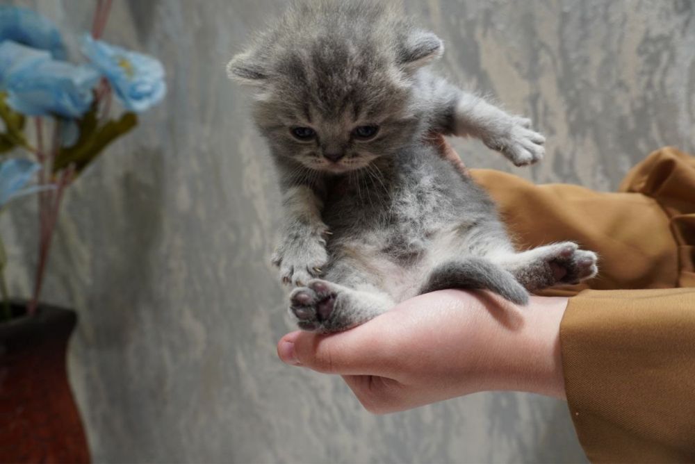 Пародистые плюшевые котята