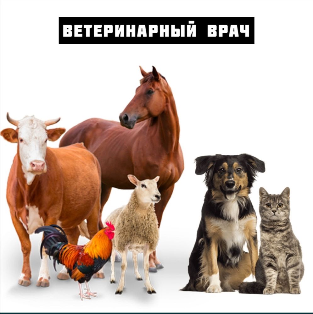 Ветеринар на дом ( мал дәрігері) - Услуги для животных Шымкент на Olx