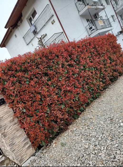 Gard viu de la producator Leylandii,Photinia  și Prunus