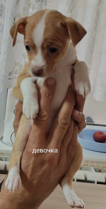 Продам щенков Той-Терьера.