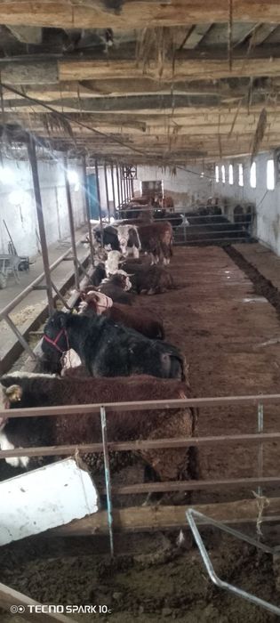 Срочно сотилади. 25 соток Нежилой жой. Толов исталган усулда.