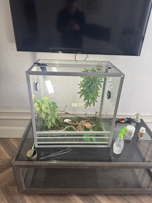 Продается хамелеон вместе с аквариумом 60х40