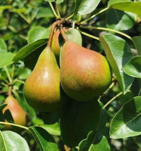 Păr Josephine de Malines