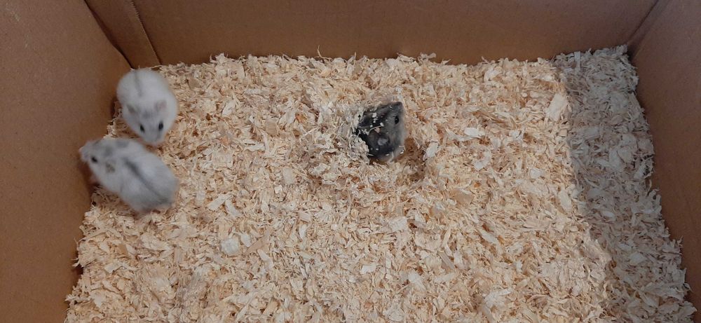 Pui de hamster pitic de vânzare