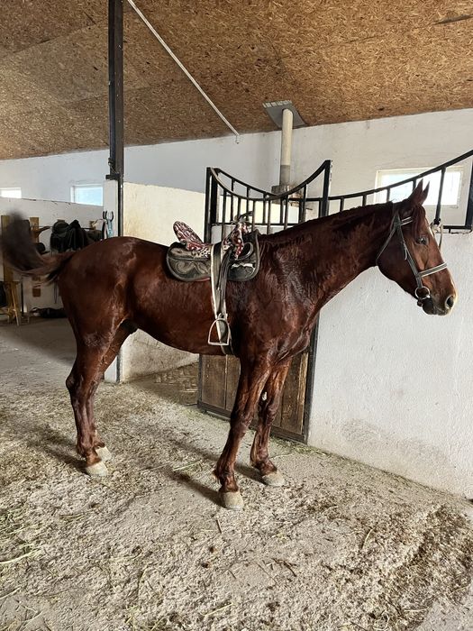 Продается лошадь