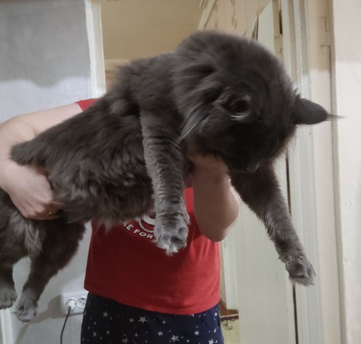 Вязка кот мейн-Кун