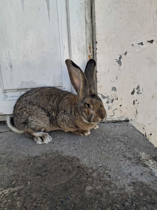 Продаютса кролики фландр великан