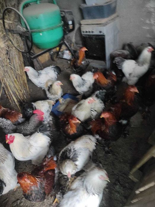 cocosi brahma tineret 2025