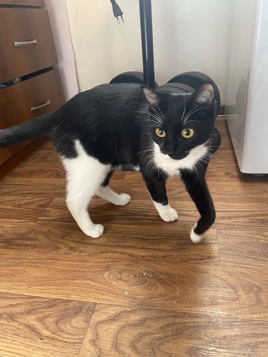 Отдам в хорошие руки кошечек