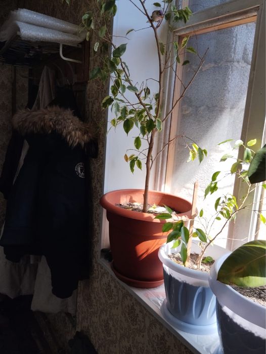 Комнатные растение