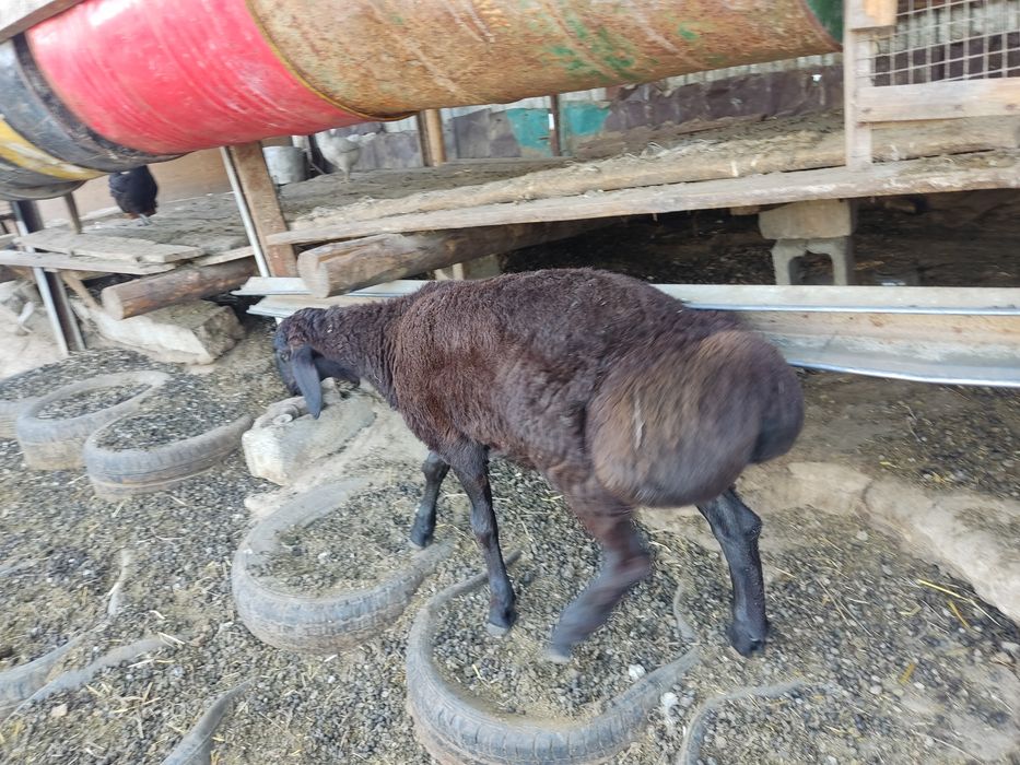 Продам кошкара на племя Гиссар